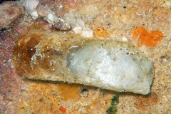Vulsella vulsella