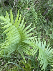 Dryopteris ludoviciana