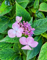 Hydrangea