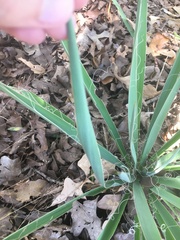 Yucca arkansana