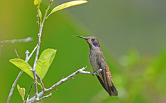 Colibri delphinae