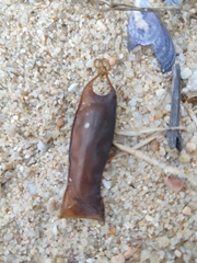 Scyliorhinus canicula