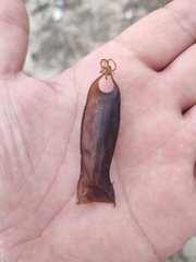 Scyliorhinus canicula