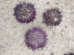 Sphaerechinus granularis