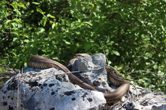 Elaphe quatuorlineata