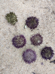 Sphaerechinus granularis