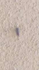 Psyllidae