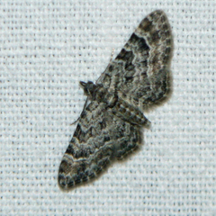 Gymnoscelis rufifasciata