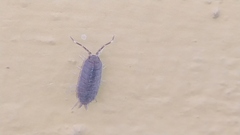 Porcellionidae