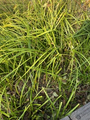 Scirpus microcarpus