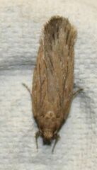 Depressaria daucella