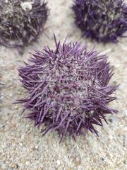 Sphaerechinus granularis