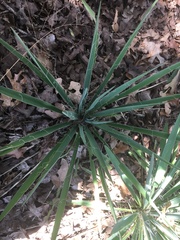 Yucca arkansana