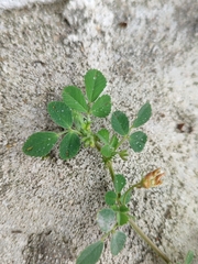 Medicago polymorpha