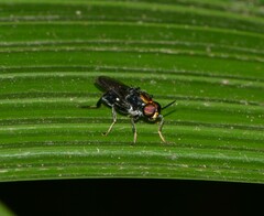 Cyphomyia