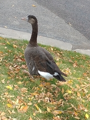 Anser anser × Branta canadensis