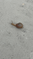 Bradybaena similaris