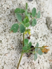 Medicago polymorpha