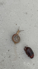 Bradybaena similaris