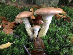 Armillaria ostoyae