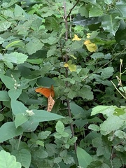 Dryas iulia moderata