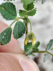 Medicago polymorpha