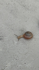 Bradybaena similaris