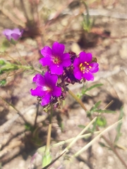 Cistanthe grandiflora