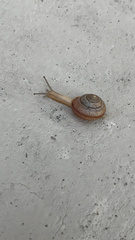 Bradybaena similaris