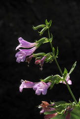 Clinopodium grandiflorum
