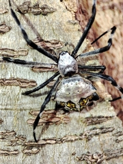 Argiope argentata