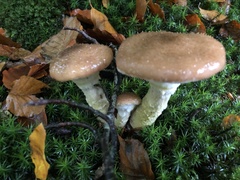 Armillaria ostoyae