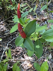 Costus woodsonii