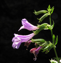 Clinopodium grandiflorum