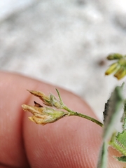 Medicago polymorpha