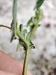 Medicago polymorpha