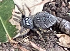 Phidippus mystaceus