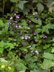 Clinopodium grandiflorum