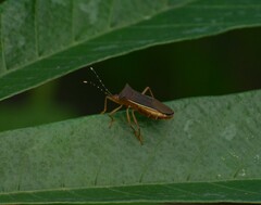 Anasa varicornis