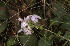 Phlox paniculata