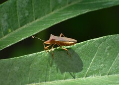 Anasa varicornis