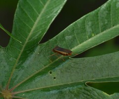 Anasa varicornis