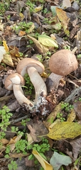 Leccinum duriusculum