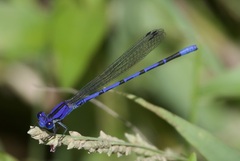 Argia extranea