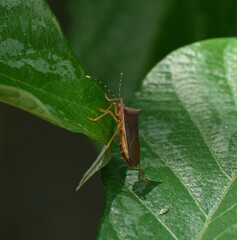 Anasa varicornis