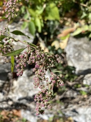 Chenopodium album