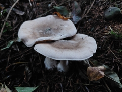 Clitocybe nebularis