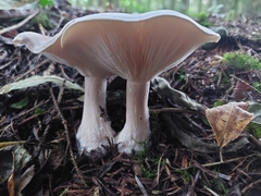Clitocybe nebularis
