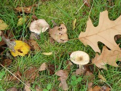Lactarius controversus