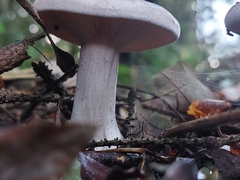 Clitocybe nebularis